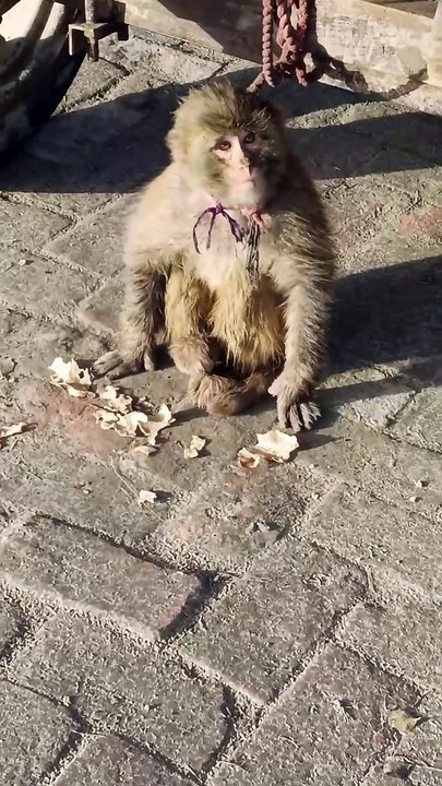 Monkey 🐒 Feeding Bread along The Road