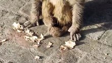 Monkey 🐒 Feeding Bread along The Road