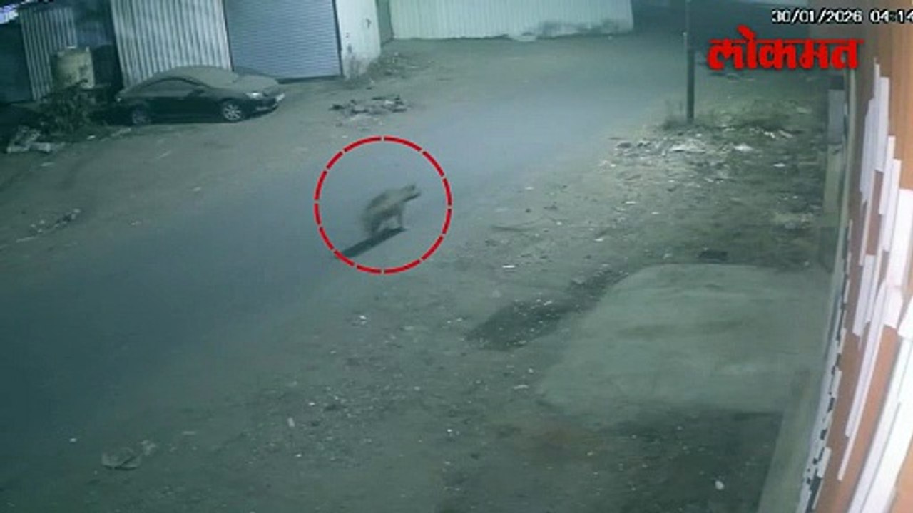 बिबट्या,तरस यांचा नाशकात मुक्त संचार नागरिक भयभीत