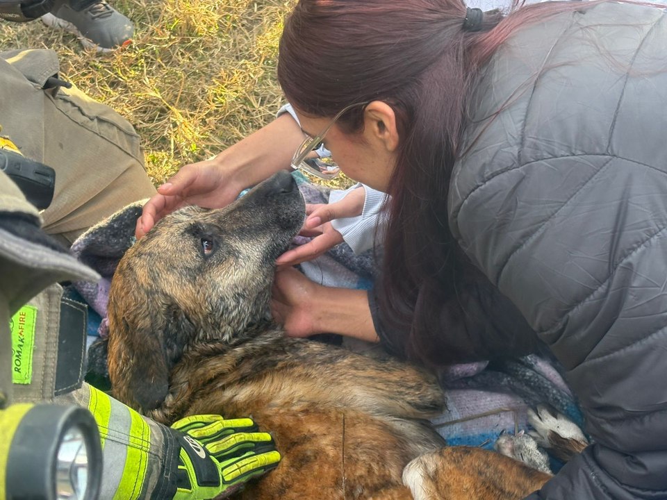 VIDEO | Así fue el rescate de “Pinta”, el perro que cayó a una noria en Monterrey