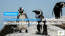 Pingüinos africanos al borde de extinción por falta de alimento