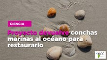Proyecto devuelve conchas marinas al océano para restaurarlo