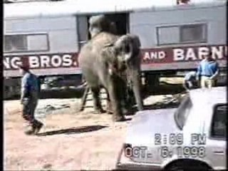 Elephants in Circuses: Training & Tragedy