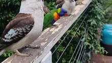 When kookaburra birds visit you