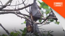 Risiko tular virus Nipah rendah di India - WHO