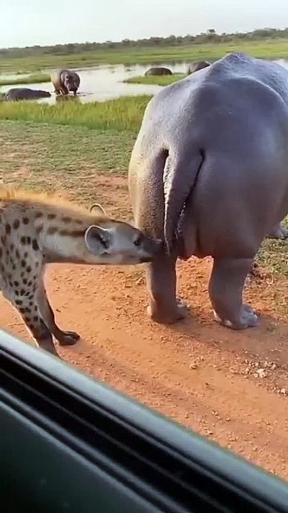 Hyena animal when it met rhino and what happened. #Animal #adventure #wildwest