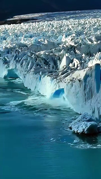 Arctic Wildlife - Polar Bear and Beluga Whales in the Ice