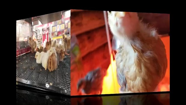 From when we were kickstarting our Farm's chicken population; it was hard to decide because they were all so cute. | #SparklegleamFarm #Chicken #homestead #farmanimals #cute