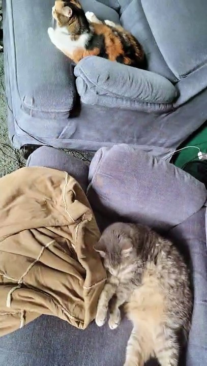 Elsie was like, Mooom when's the couch getting here??? | #SparklegleamFarm #Elsie #farm #LadyChunkerella #cats #catlife #cute