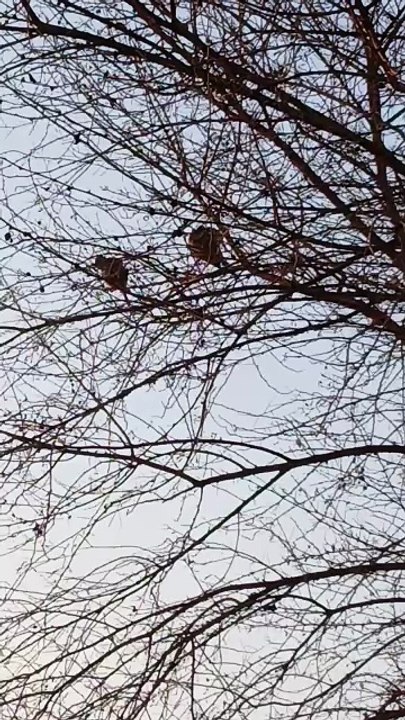 A pair of nightingales sitting on a tree