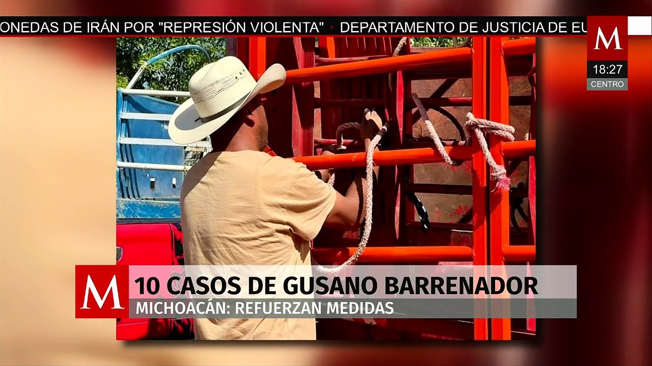 Casos por gusano barrenador: Los animales afectados se encuentran bajo tratamiento y vigilancia