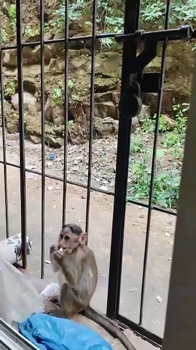 Monkeys as my guests