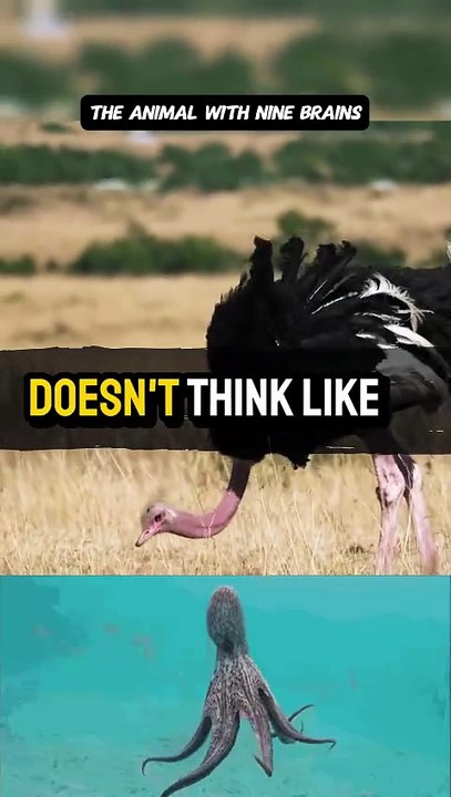 The Animal With Nine Brains