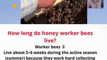 how long do worker bees live