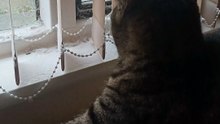 The cat excited about a bird outside