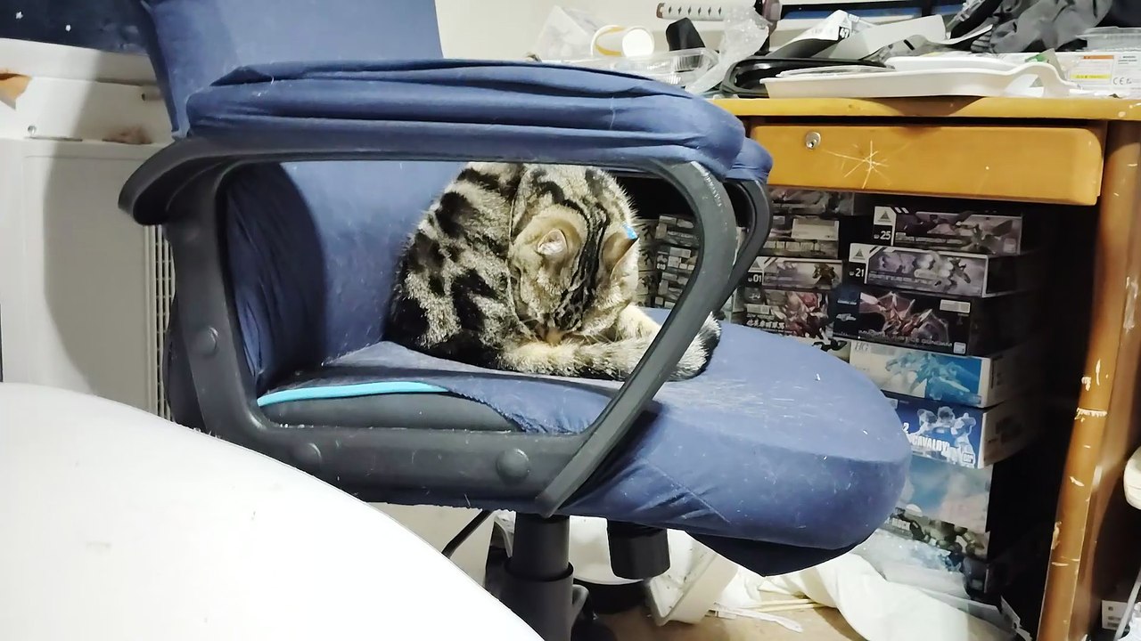 毛繕いするミア6