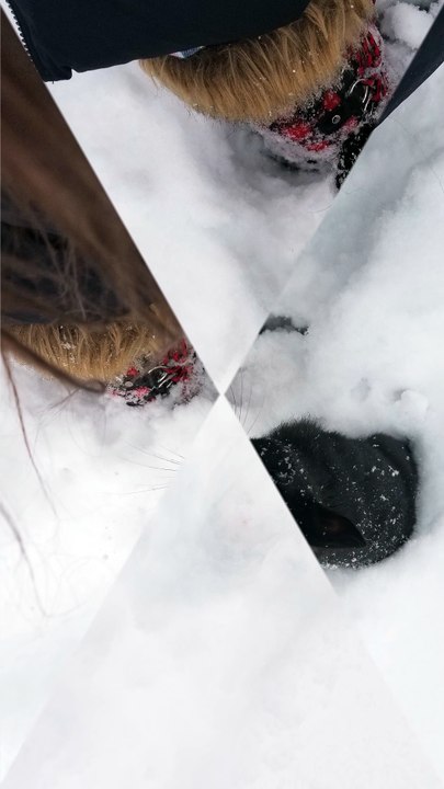 South Pole rabbit investigates North Pole giant | #SparklegleamFarm #Bunny #homestead #rabbit #farmanimals #cute