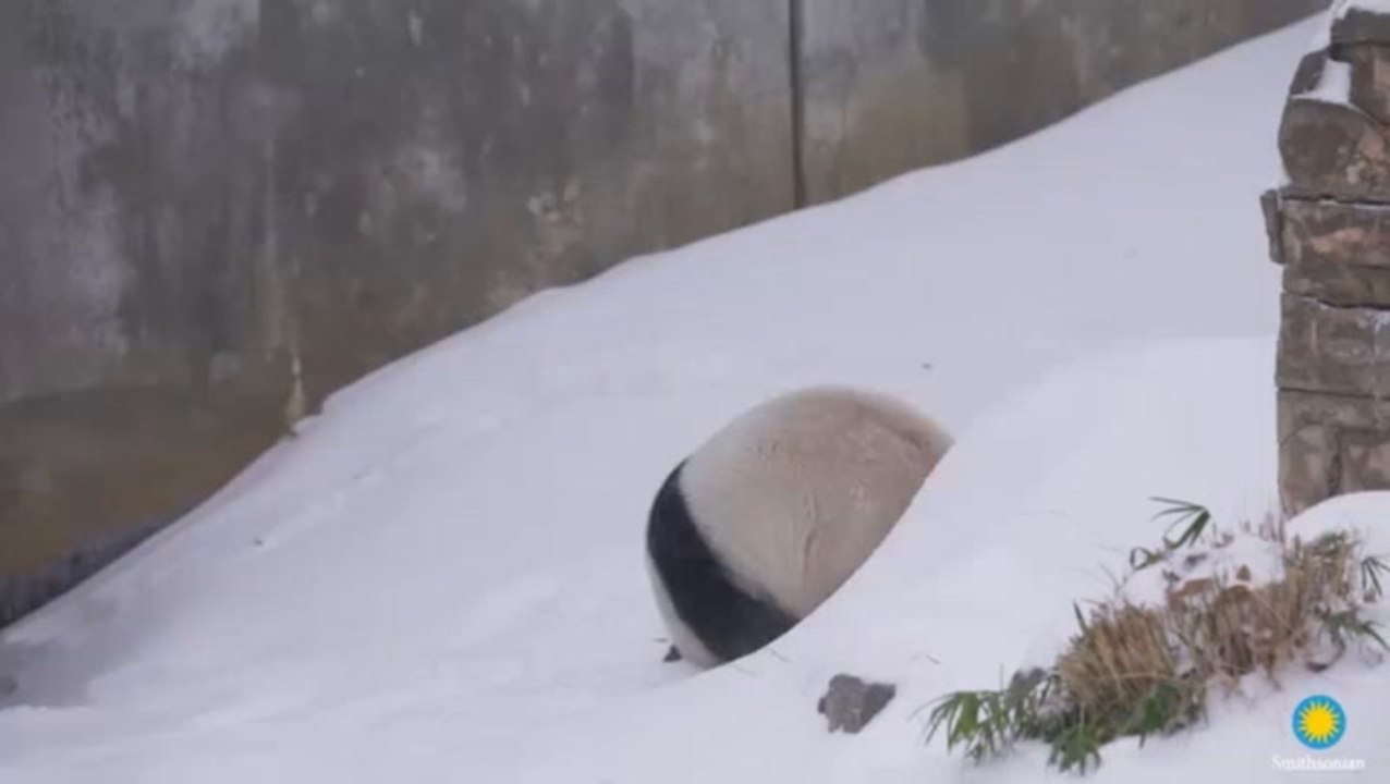 Watch: Giant pandas tumble and play as winter storm blankets Washington DC in snow