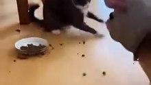 Crazy Chihuahua