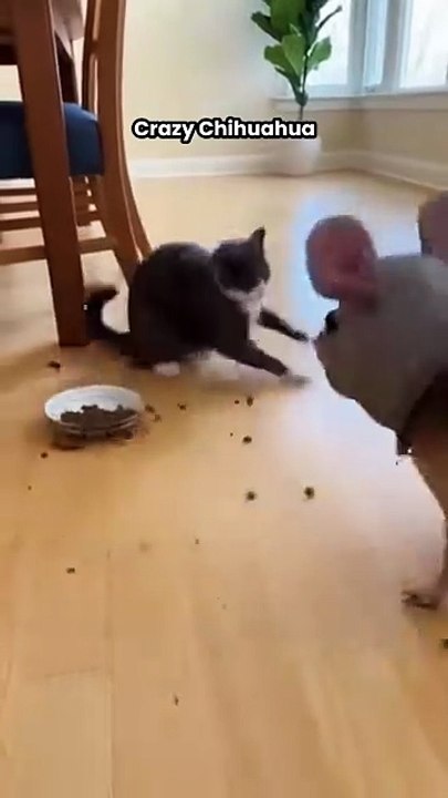 Crazy Chihuahua