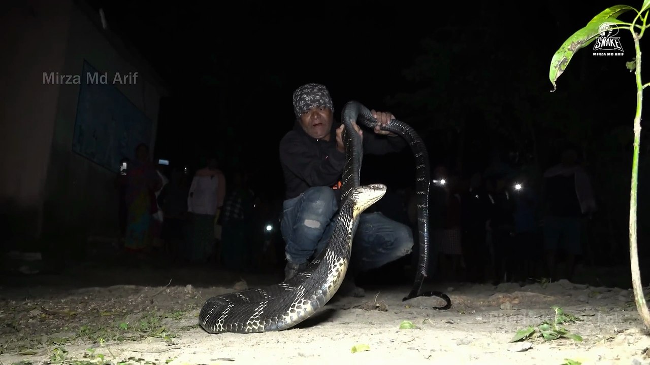 King Cobra Rescue part 2