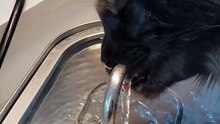 Wild Cat Night? Or Just Thirsty? #cat #funny #funnycats
