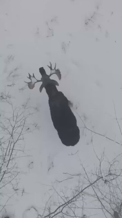 Imágenes increíbles entre la nieve: captan a un alce mudando sus astas