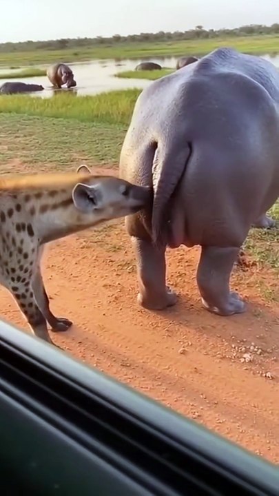 What is this Animal