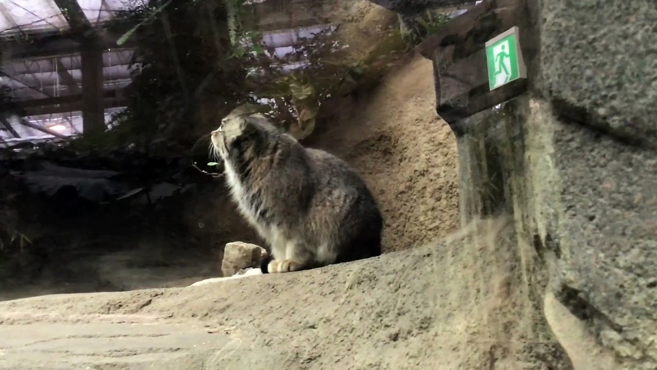 The Manul Mother Az Sitting