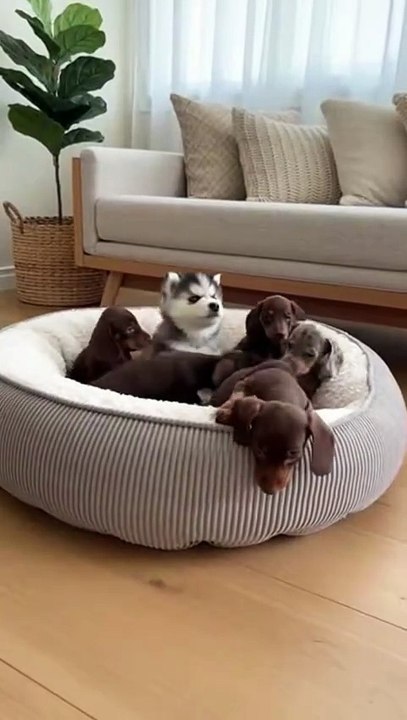 Husky and Dacshund Puppies #husky #daschund #puppy #kingdomofawais