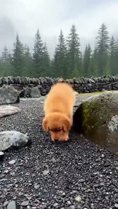 Adorable Golden Retriever Puppy #goldenretriever #puppy #kingdomofawais
