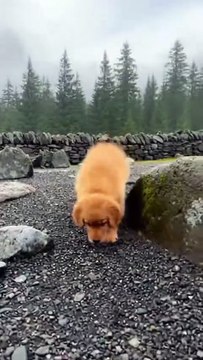 Adorable Golden Retriever Puppy #goldenretriever #puppy #kingdomofawais