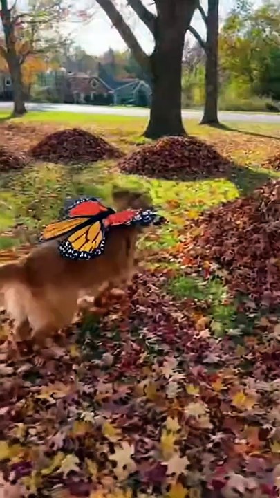 Dog Loves Dry Leaves #dog #kingdomofawais