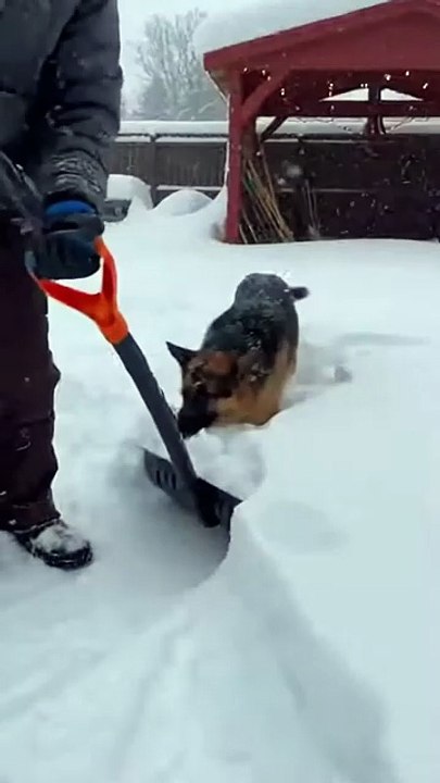 German Shepherd Dog #germanshepherd #dog #kingdomofawais