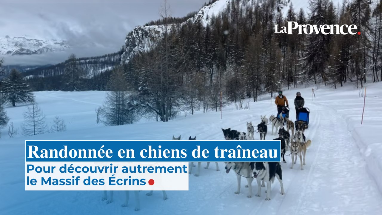 Randonnée en chiens de traîneau