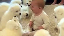 The Great Minds Baby In Dogs
