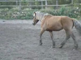 Une folle et sa jument   >.