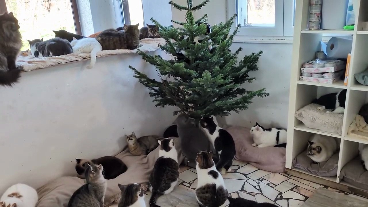Cat Rescue (1)