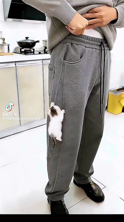 Kleines Kätzchen auf Reisen