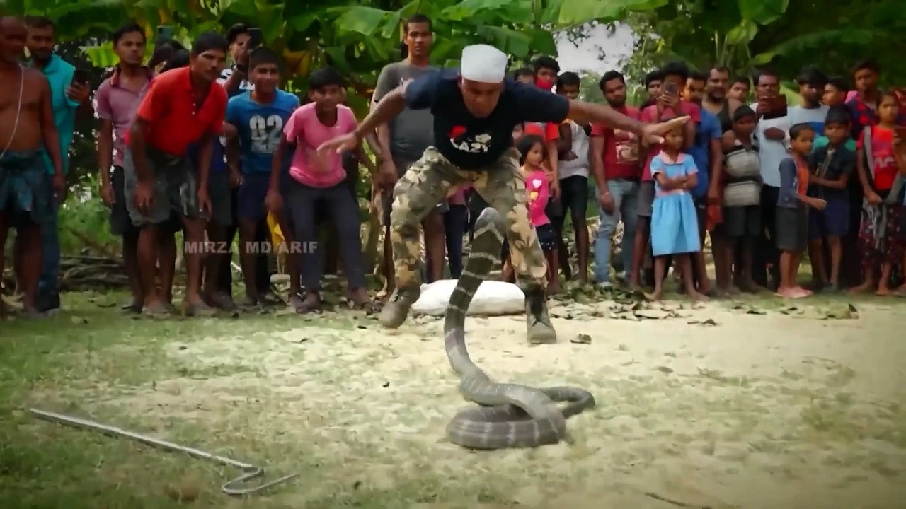 cobra snake rescue