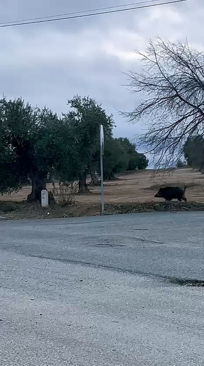 La Guardia Civil caza un jabalí en Toledo