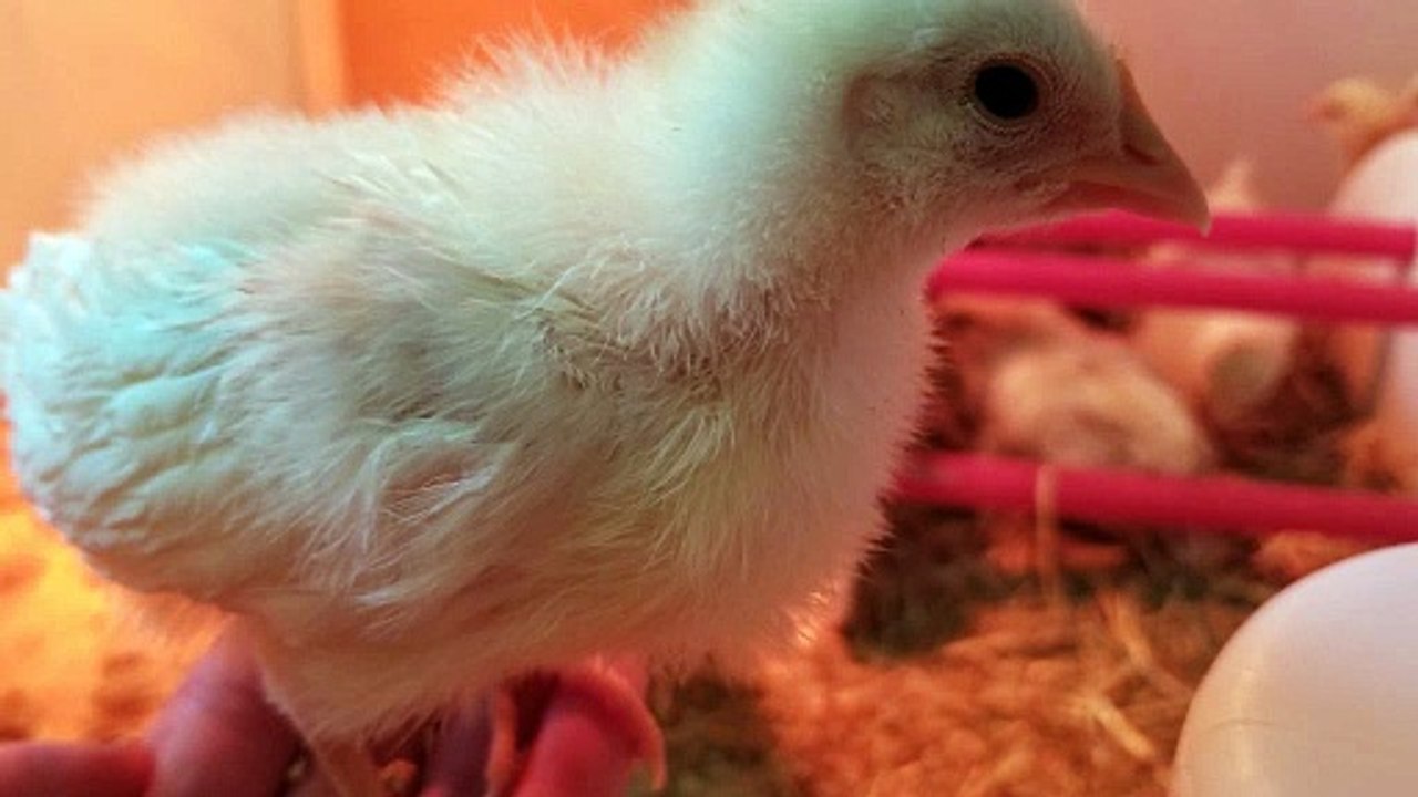 This particular chick seems to have the most expressive eyes. | #SparklegleamFarm #Chicken #homestead #farmanimals #cute