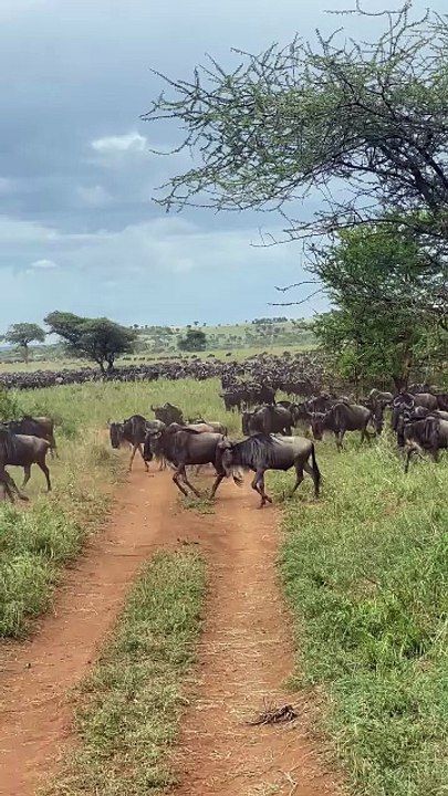 When animals gather in the Savannah.