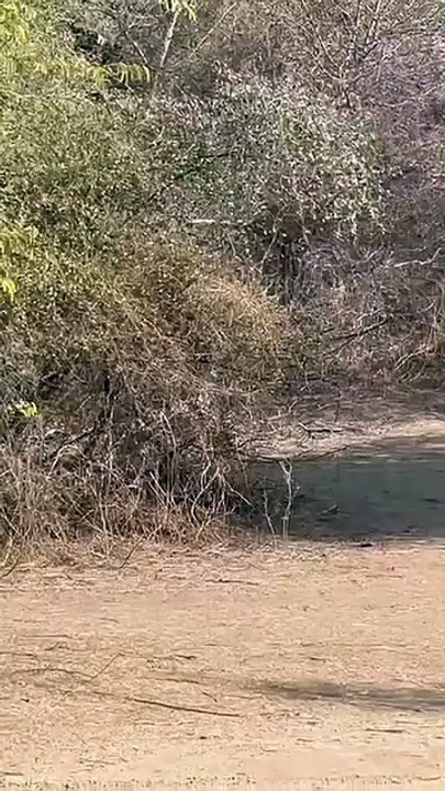 Leopard 🐆 attacked a 🐕 but he was fast enough 🔥
