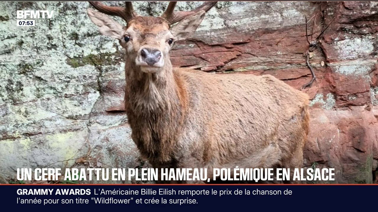 Alsace: l’abattage d’un cerf en plein cœur d’un hameau fait polémique