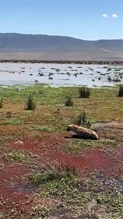 Une hyène pensait avoir un repas facile