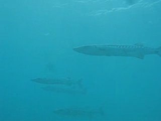 Peche et plongee en martinique