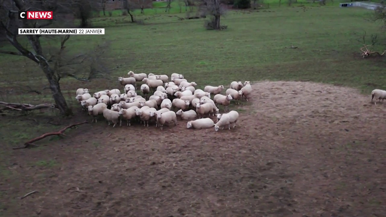 Attaques de loup : la colère des éleveurs