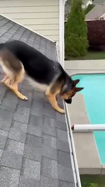 German Shepherd Dog Jumped ito Pool #germanshepherd #dog #kingdomofawais