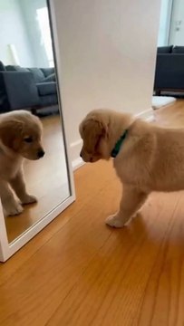 Golden Retriever Puppy #goldenretriever #puppy #kingdomofawais